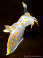   Polycera quadrineata  